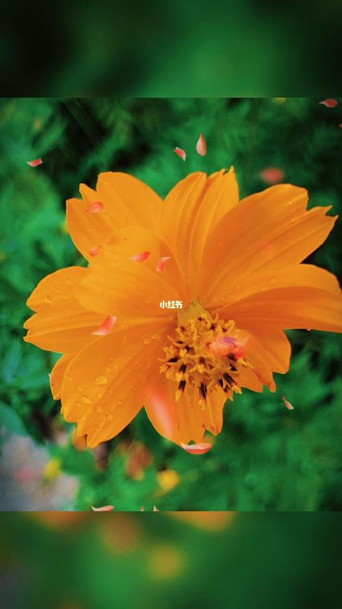 九月初秋_初秋_素材_视频素材_素材_视频素材