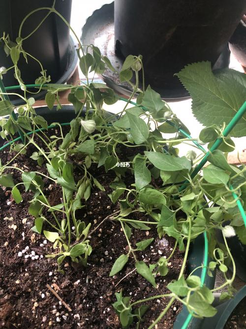 铁线莲立枯病