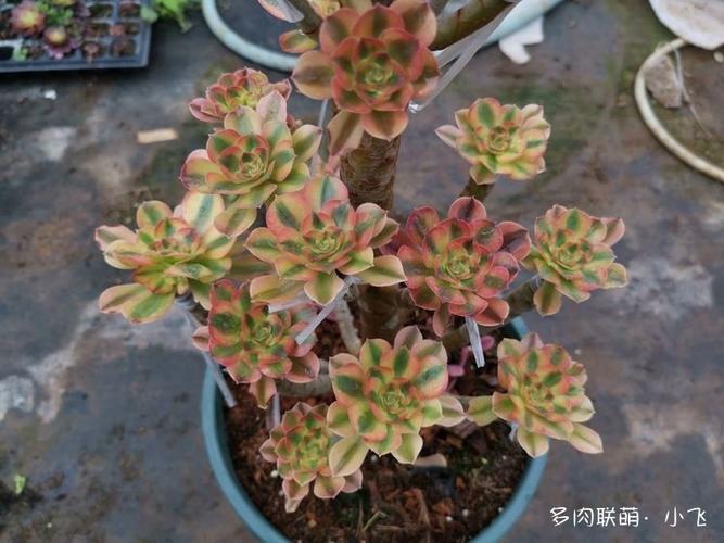 下图是verna分别和韶羞锦之一的青檬法师,美杜莎法师一起对比照 下图