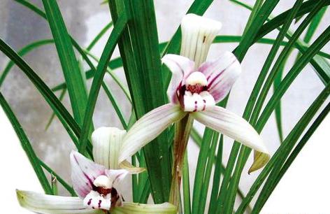 贵阳街头为何难觅市花