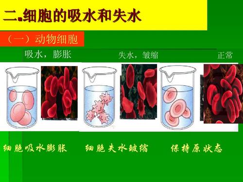 细胞的吸水和失水 (一)动物细胞 吸水,膨胀 失水,皱缩 正常 细胞吸水