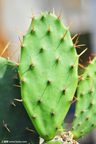 被仙人掌扎的图片大全2