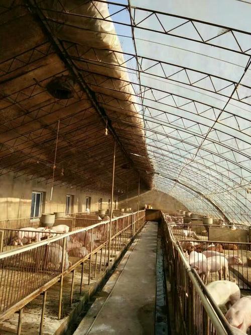 阳光猪舍阳光杀菌,代替消毒药!