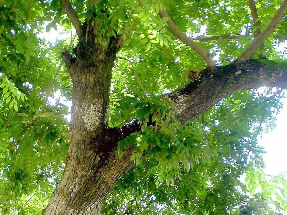 铁力木有名铁梨木,铁栗木,铁棱埋波朗的等,是藤黄科铁力木树常绿乔木