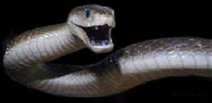 > 查看版本  黑曼巴蛇 - 相关文化 黑曼巴蛇之所以能有很大的名气