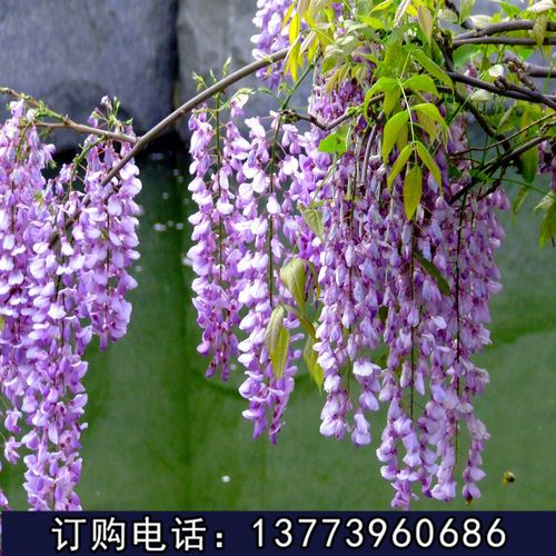 批发攀援植物 多花紫藤 紫藤花苗 爬藤植物藤本树苗植物盆栽5年苗