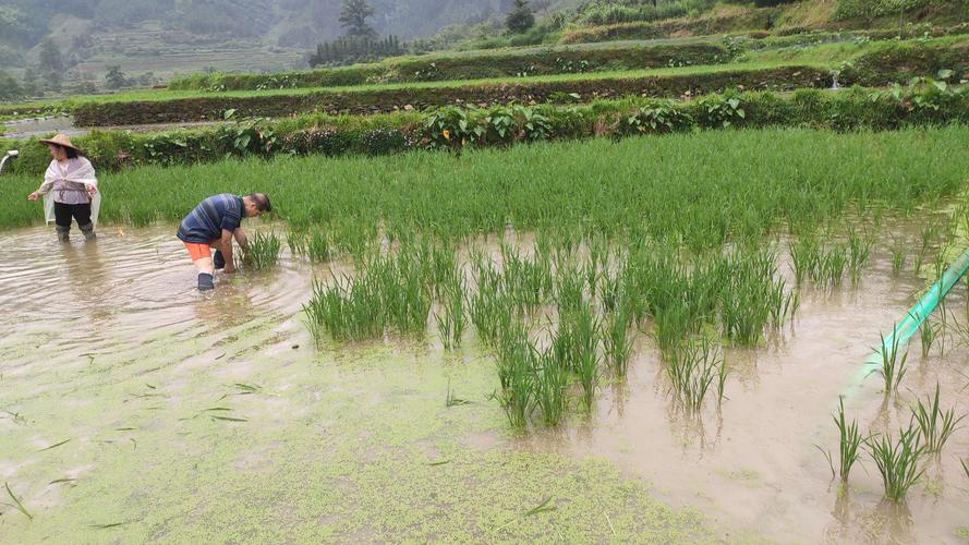 芒种时节种田忙