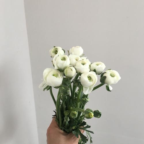 牡丹新鲜鲜花粉色白色插花婚庆云南鲜花速递(同城)