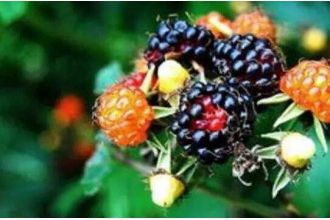 黑泡果的功效与作用 黑泡果的药用价值