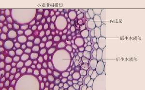 小麦根横切,示皮层
