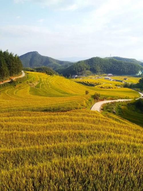 聚焦崇义上堡梯田,太美啦!