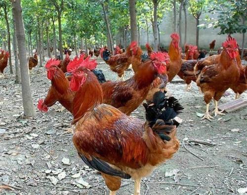 肉杂鸡是什么鸡?肉杂鸡都有哪些品种?