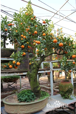 修剪是使金桔花繁果索的一项重要技术措施.