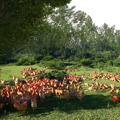随州家畜饲养,家禽饲养
