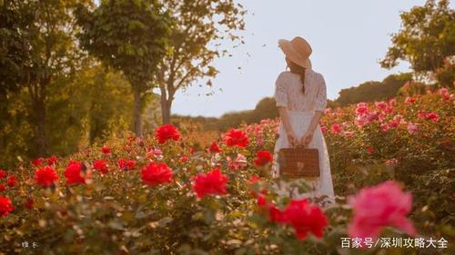 深圳惊现3000㎡玫瑰花海,法式浪漫,就在市中心!