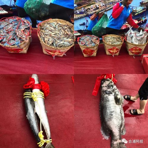 708888元2019年北海鱼王诞生