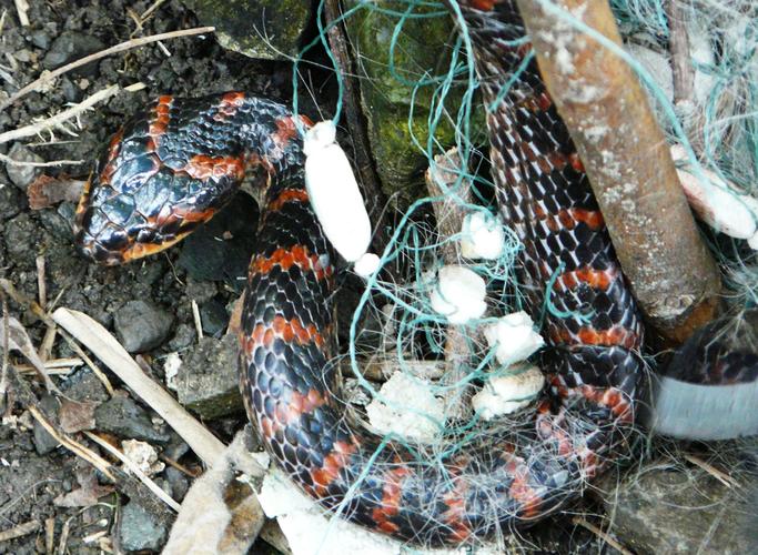 赤练蛇真实身份 赤练蛇和红斑蛇的区别 烂草蛇和赤练蛇的区别