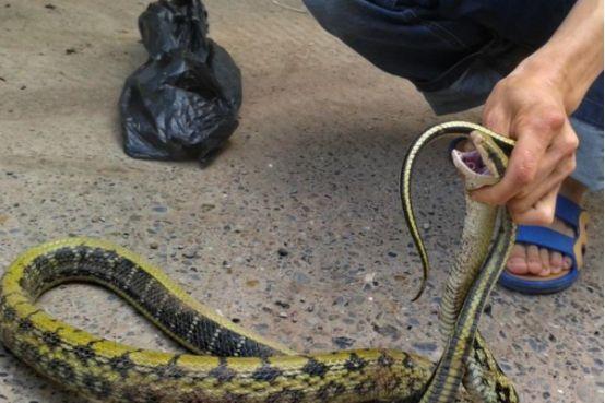 女子与蛇共居15年蛇是否有灵性家蛇真的能与人和平共处