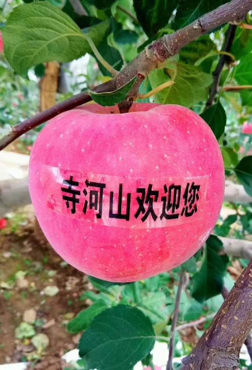 其它 苹果出大事了 写美篇 寺河山苹果,苹果的一种,是三门峡市灵宝