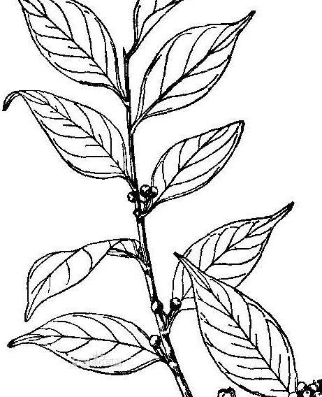 y . hu,冬青科冬青趑植物.