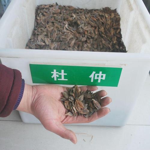 杜仲种子