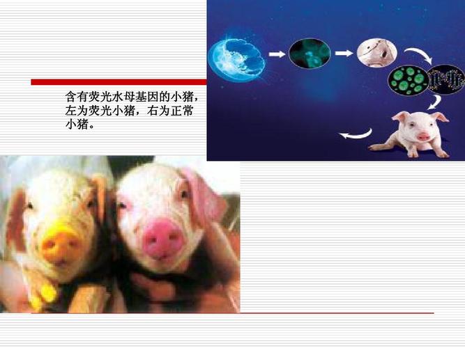 含有荧光水母基因的小猪, 左为荧光小猪,右为正常 小猪.