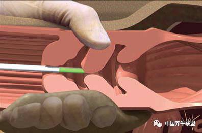牛的人工授精技术在线播放