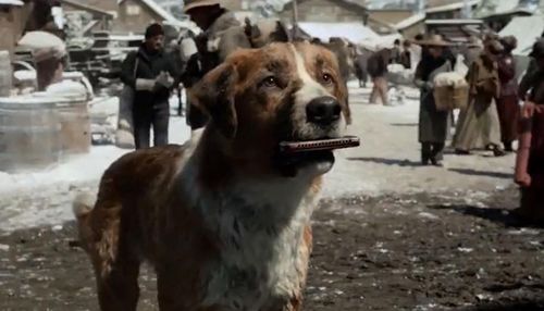 雪橇犬巴克是什么电影
