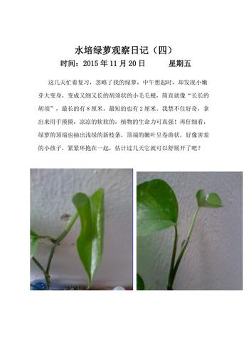 五一班水培绿萝观察日记
