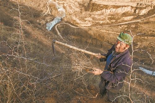 "圪针"就是酸枣树枝,一般都生长在崖畔.