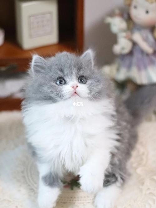 英国长毛猫99蓝白高地长毛猫妹妹_板桥攻略_猫咪_宠物_猫