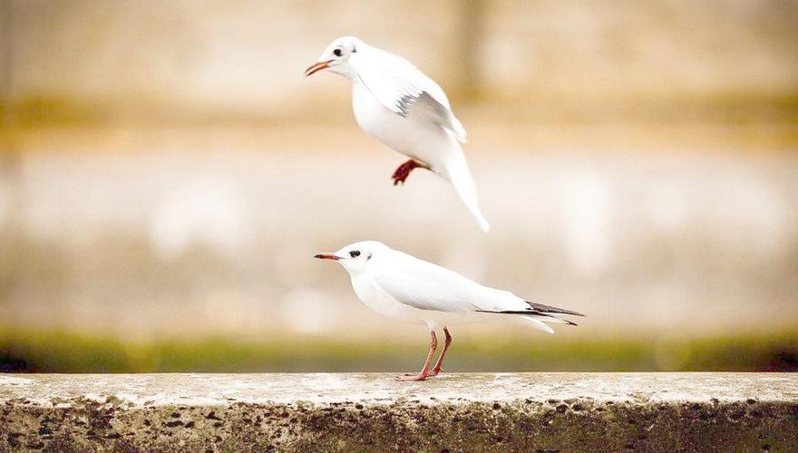 白色的鸟图片
