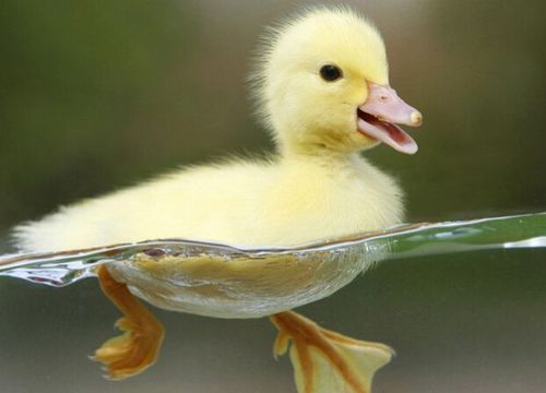 小鸭子该怎么养,小鸭子喜欢吃什么