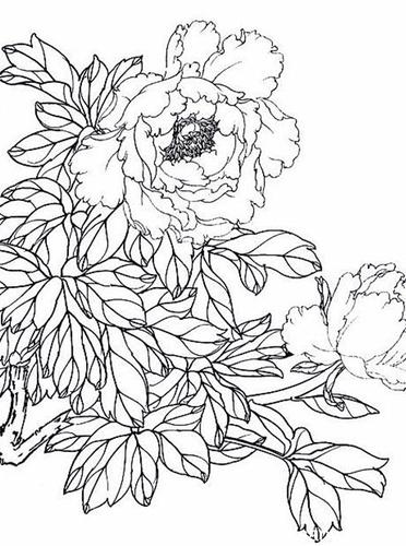 有牡丹花的素描图片吗?