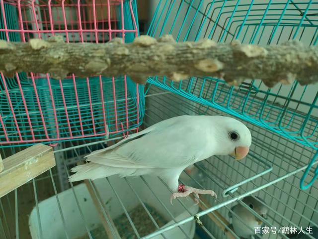 牡丹鹦鹉美图赏析