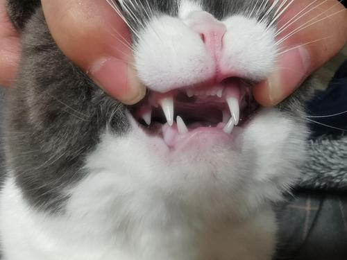 讨论 快一岁的猫,牙齿像这样正常吗?