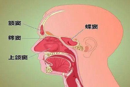 蝶窦:因解剖位置较深,不能在体表进行检查.