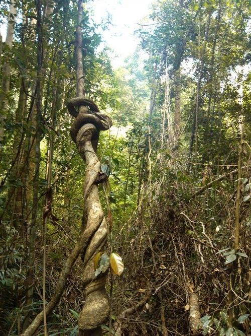塔曼尼加拉国家公园世界上最古老的热带雨林