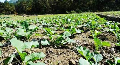 油菜缺磷钾硼,最稳妥的补救措施在这里