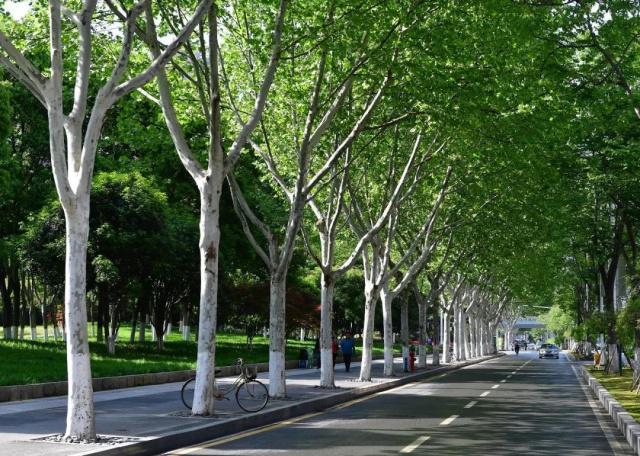 武汉行道树top10出炉,猜猜谁是冠军