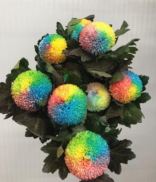 生日爱情礼物家庭插花全国鲜花染色七彩乒乓菊大球菊好养花期长