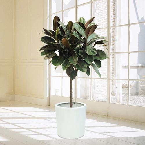 绽放四季橡皮树黑金刚植物室内净化空气盆栽喜阳耐晒庭院好养绿植