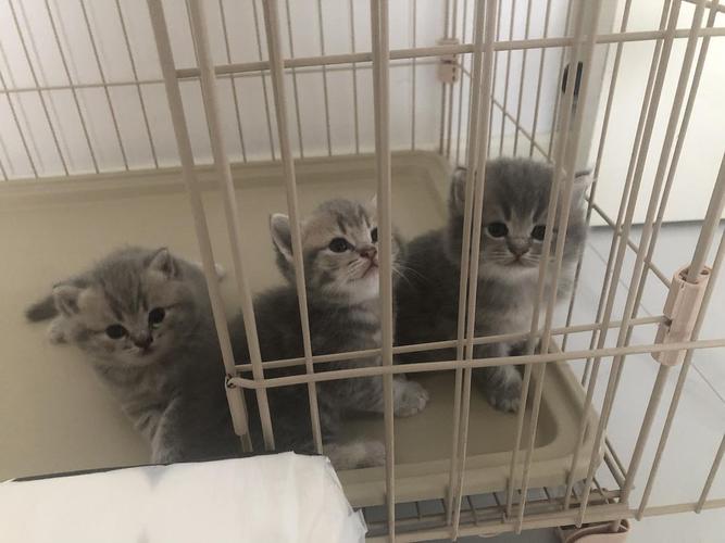 金渐层和蓝猫生的,喜欢快点带走吧