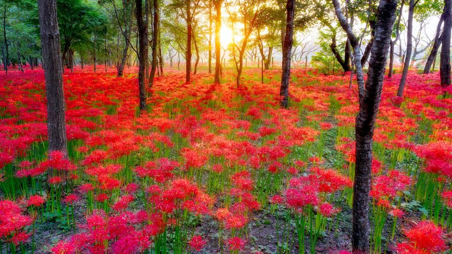求高清漫山红花图片