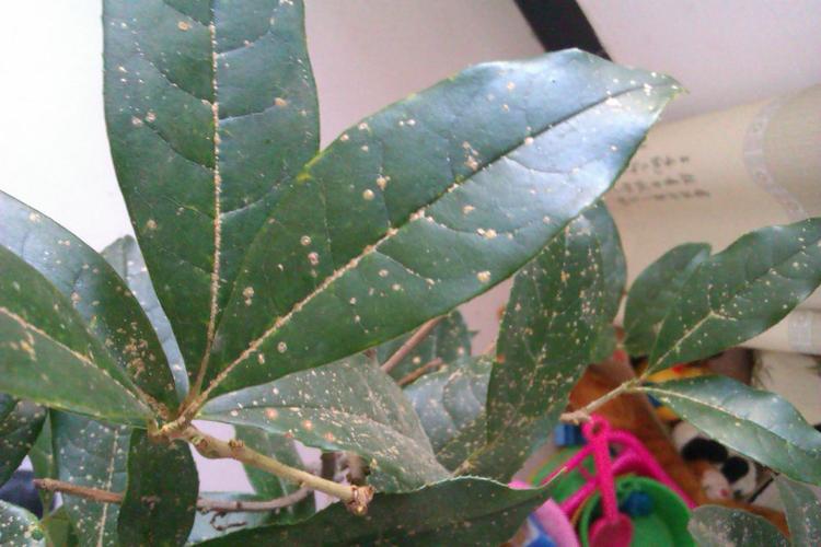 桂花叶子上面有白点 用手能刮掉.请问这是虫 还是病毒