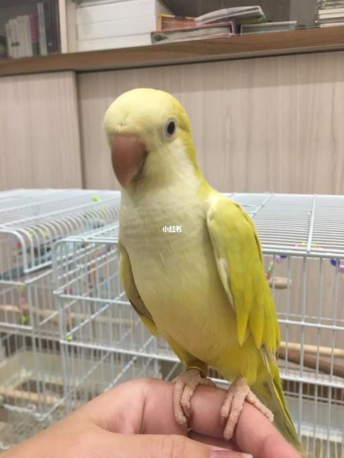 20210706 和尚寶貝gaga生活照分享_生活照_鹦鹉_和尚鹦鹉_宠物_宠物
