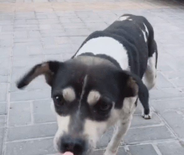 腿瘸流浪狗讨吃,一根火腿不够,忍痛继续回来讨骨头!