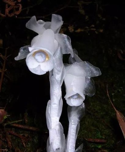" 水晶兰又被叫做幽灵花,外表晶莹剔透,虽然别称有点恐怖,其实对人体