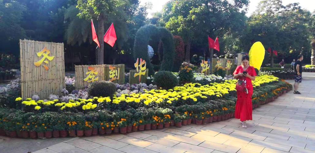街道国旗飘 满城菊花香 华坪国庆氛围浓