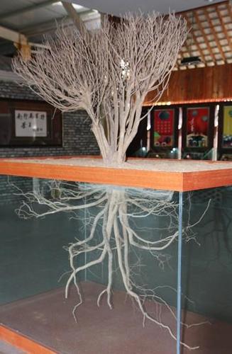 茶树根系发达,俗称,树有多高,根有多深,看看这个标本.